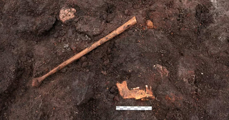 Археологи нашли 5000-летнее ритуальное тело в болоте в Дании