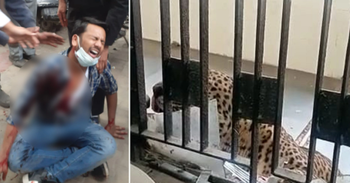 leopard-probralsja-na-zasedanie-suda-i-ranil-shesteryh-chelovek-c7a70f0